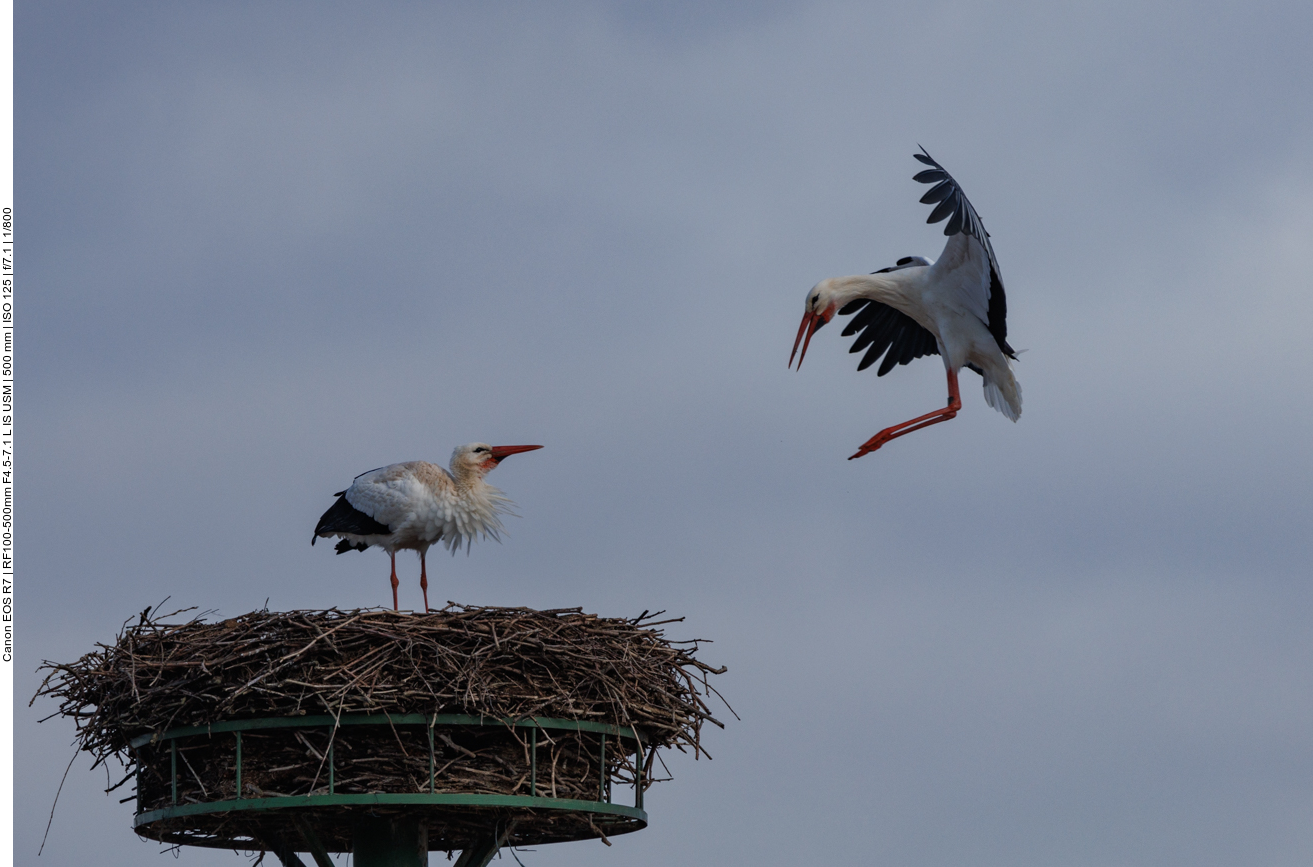 ... die Partnerin wartet schon ... 