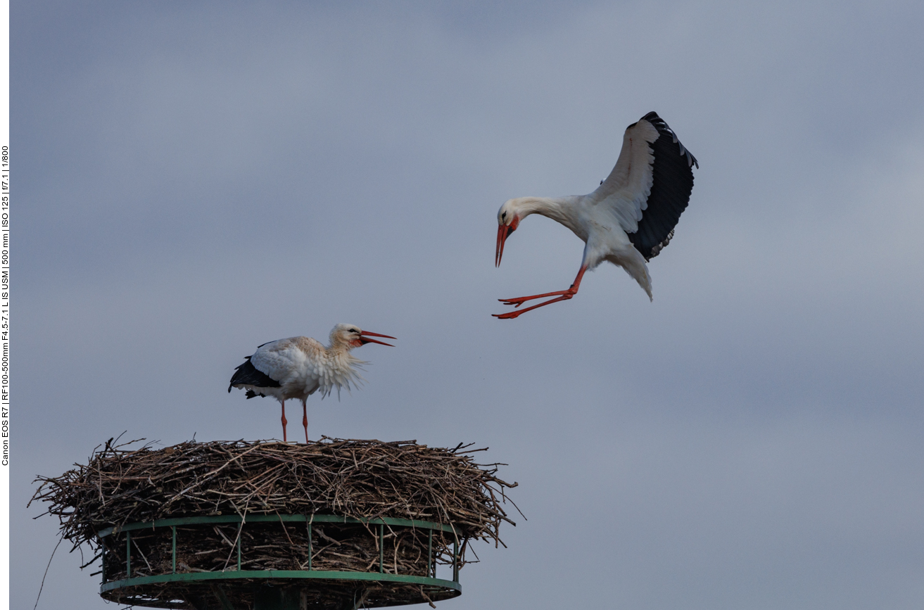 ... auf die Ankunft des Bräutigams 