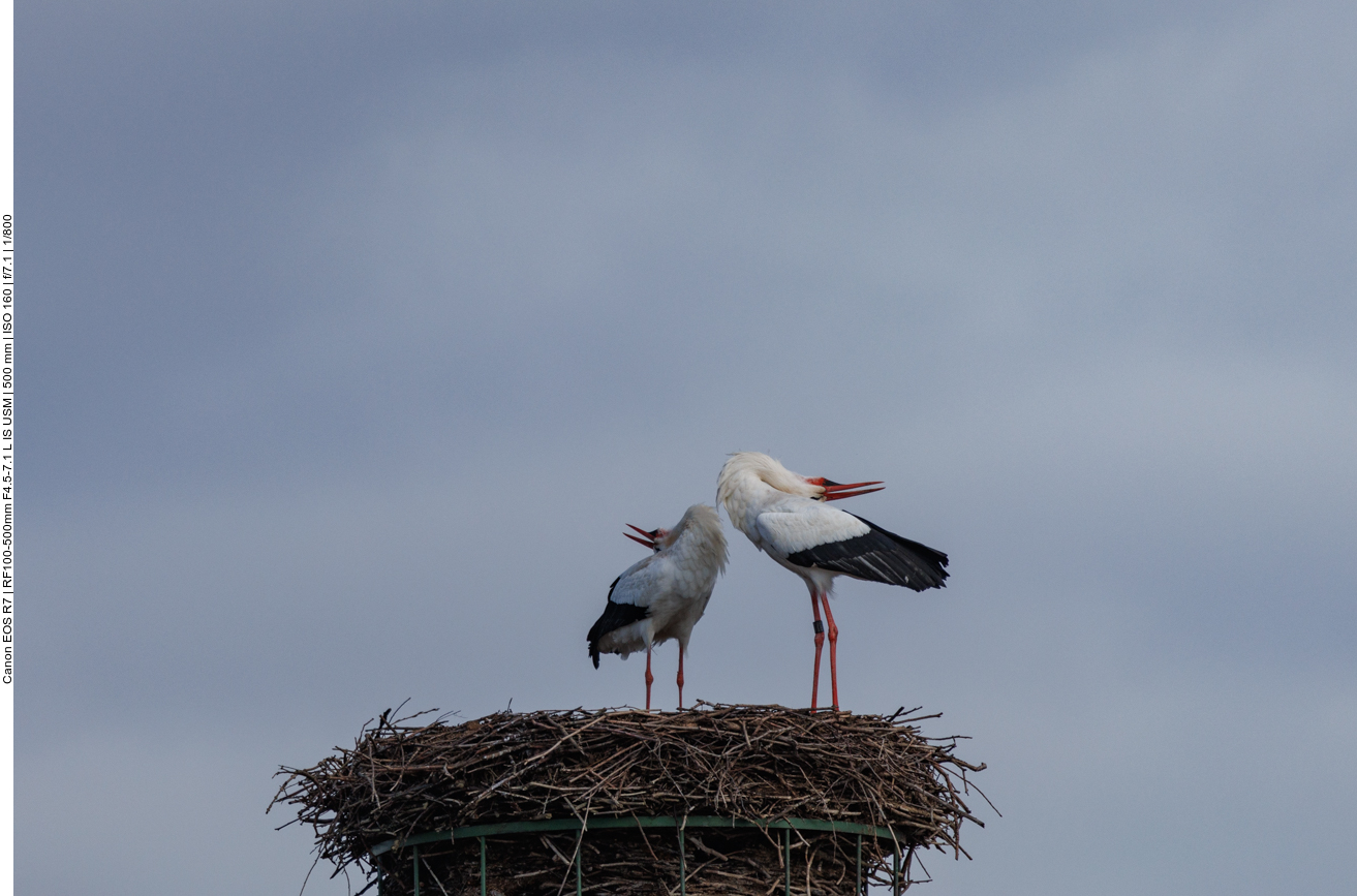 Freudige Begrüßung 