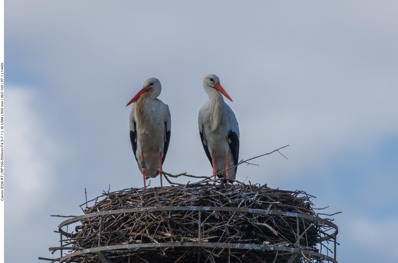 Zum Abschluss noch ein paar Bilder von Addi (links) ... 