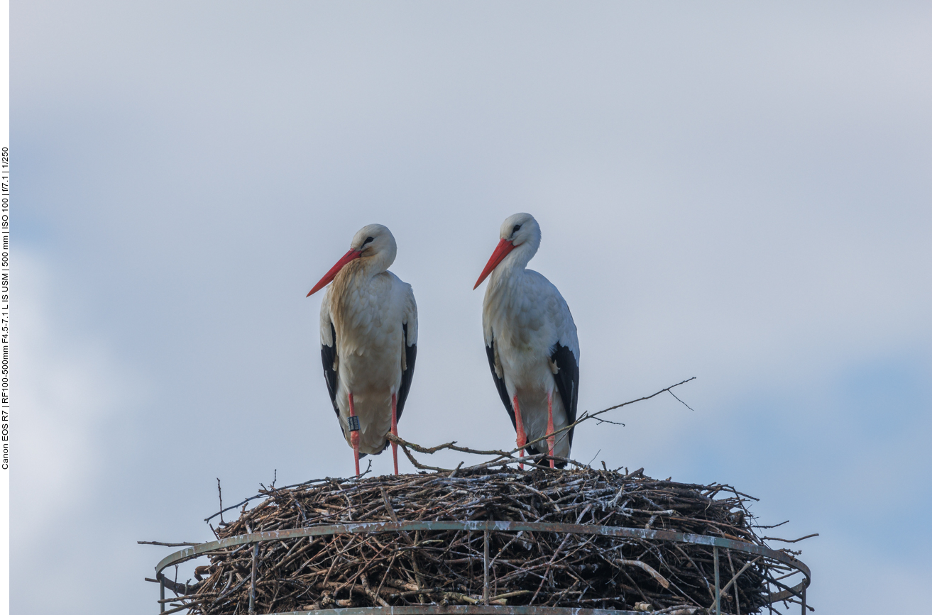 ... und seiner Partnerin 