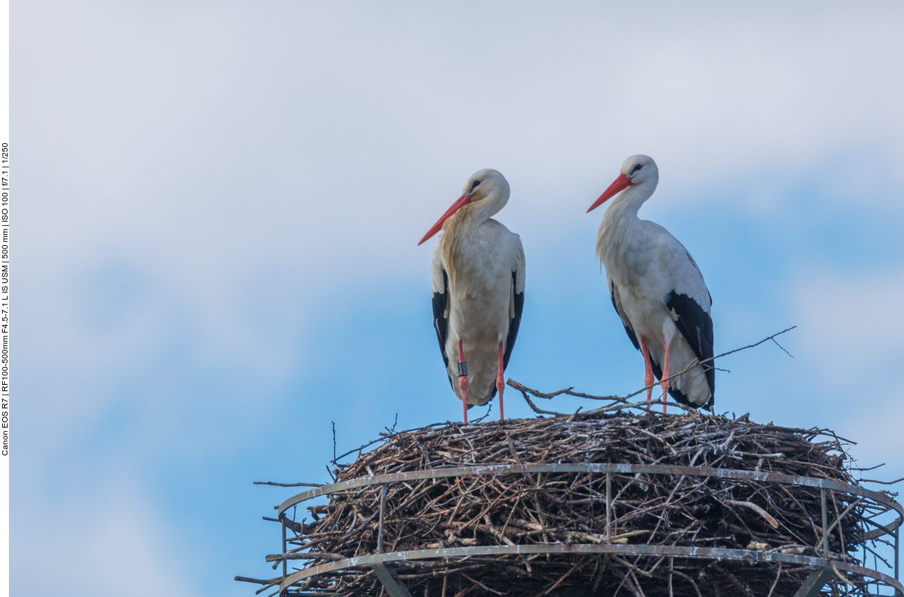 Addi war der einzige überlebende von 3 Storchenjungen ... 
