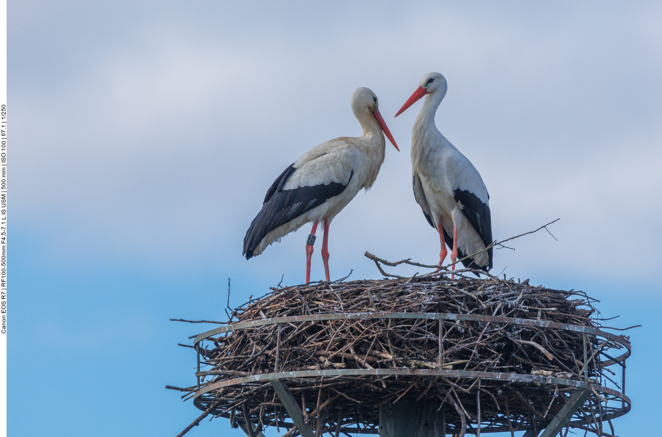 ... und hatte keinen leichten Start ins Leben 