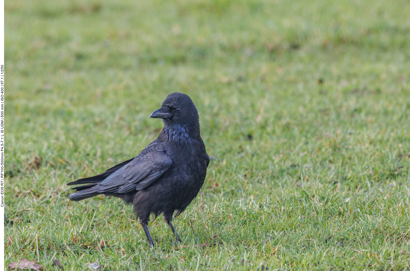 Rabenkrähe