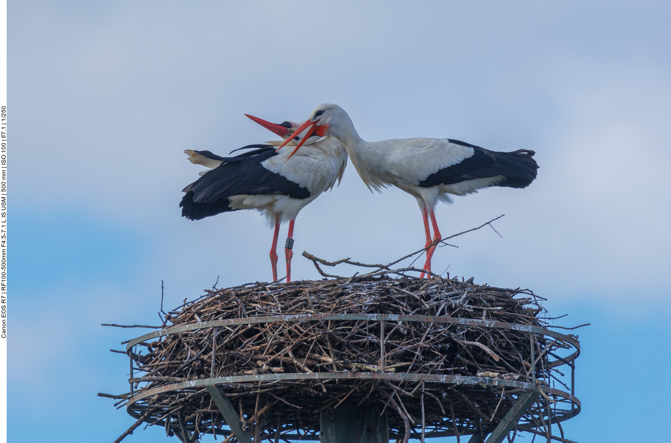 Mittlerweile hat er sich gut erholt und schon mehrfach für Nachwuchs gesorgt 