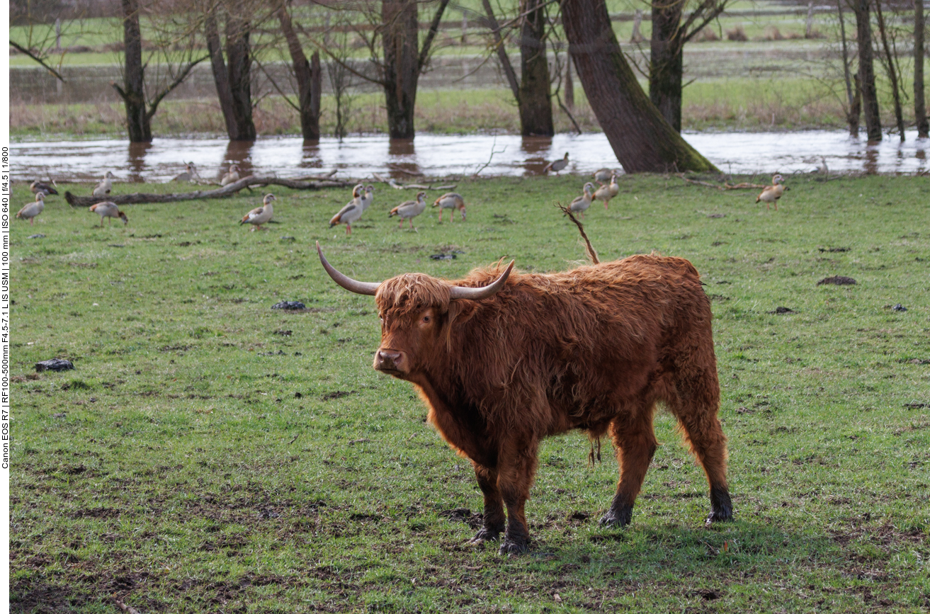 Schottisches Hochlandrind ...