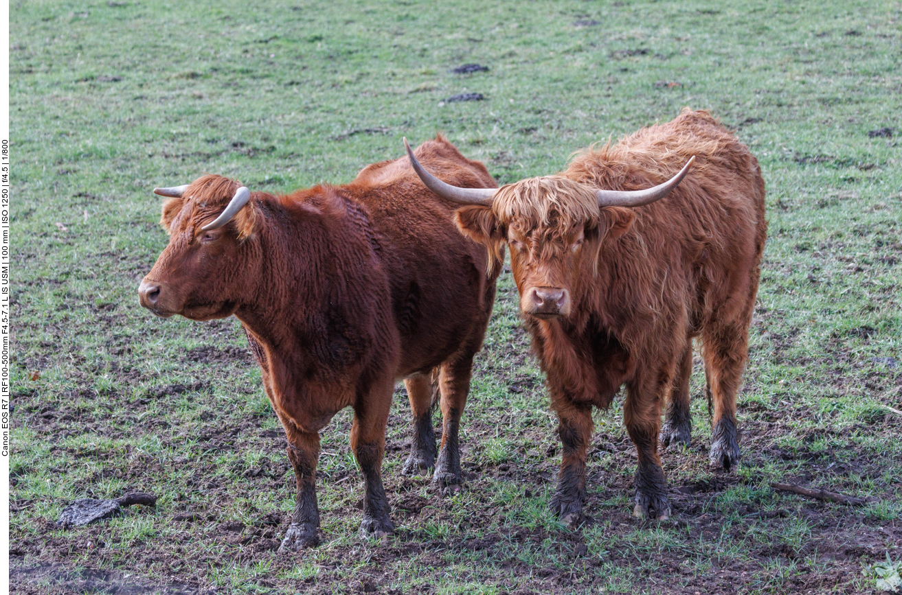... zusammen mit einer anderen Rinderart 