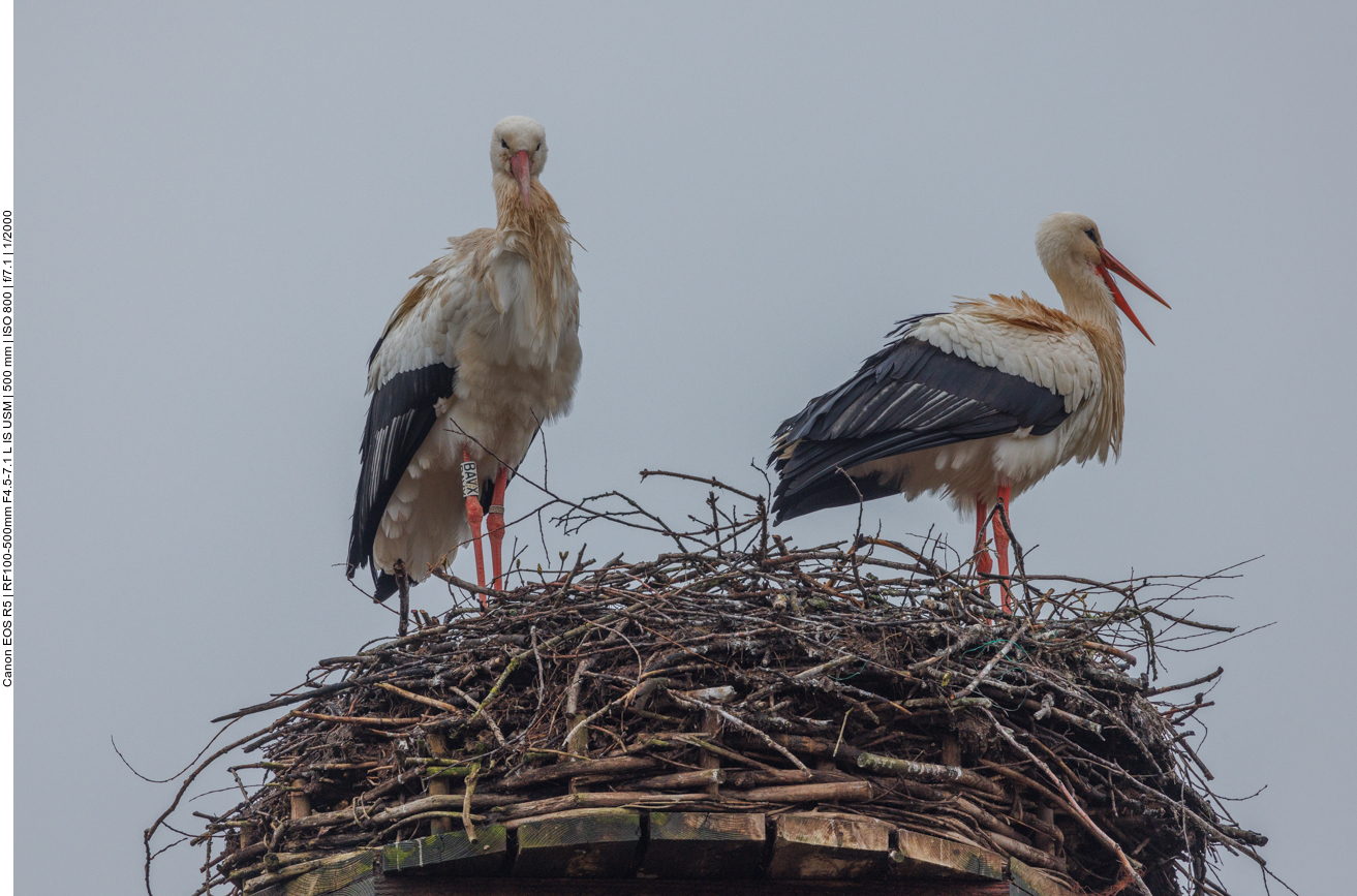 ... bevor er zu seinem Nest fliegt, in dem seine Partnerin Lady Gaga (rechts) schon auf ihn wartet 
