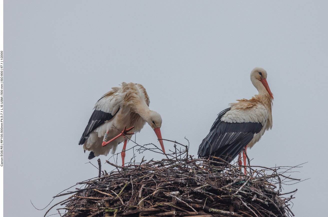 Nachdem er gefangen worden ist, soll er in eine Aufzuchtstation in Theisbergstegen (RLP) kommen ...