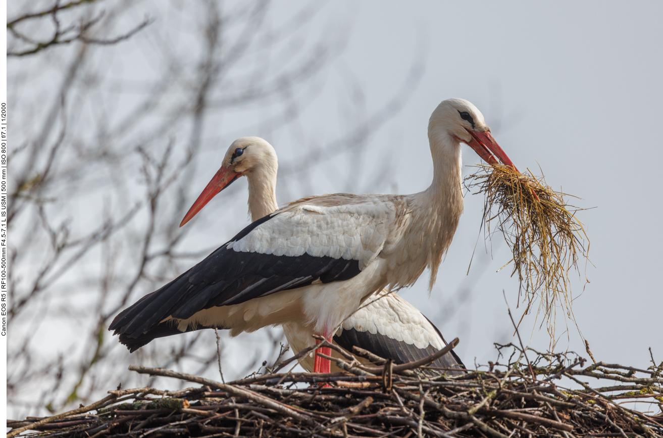 Dort nisten zahlreiche Störche in und um die Aufzuchtstation 