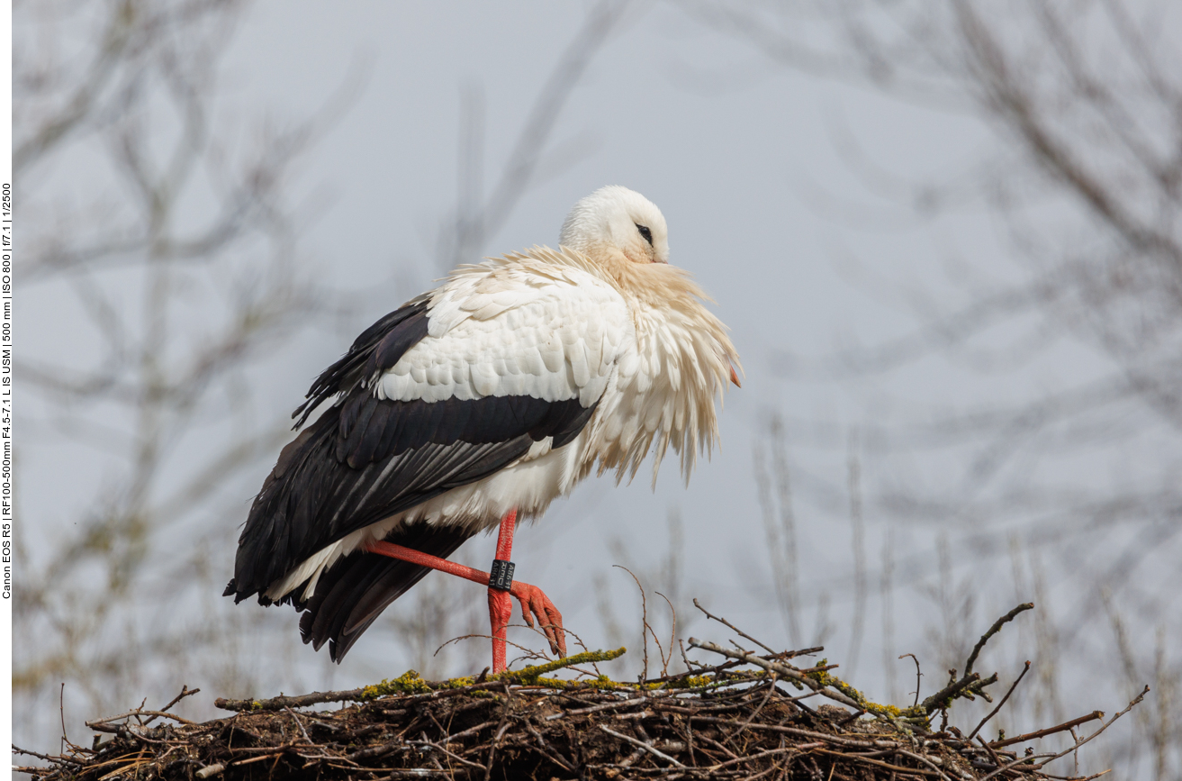 Einer der vielen Weißstörche auf den Nestern 