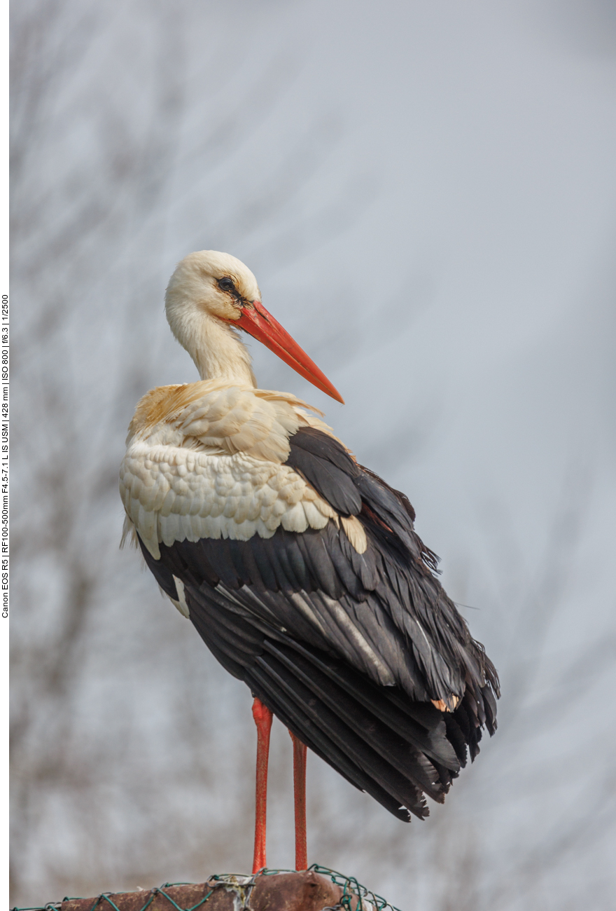 Meister Adebar in voller Pracht 