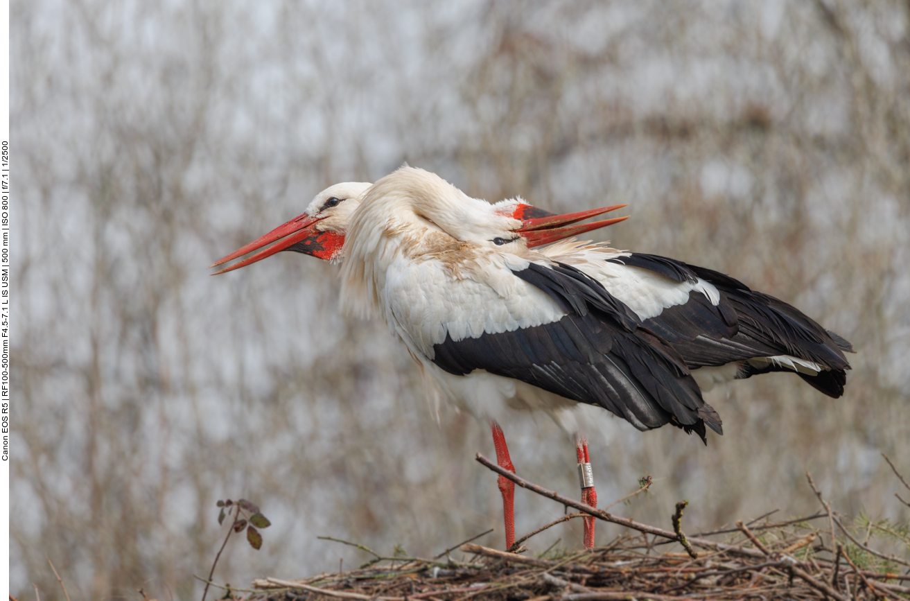 Eifrig wird mit den Schnäbeln geklappert ... 