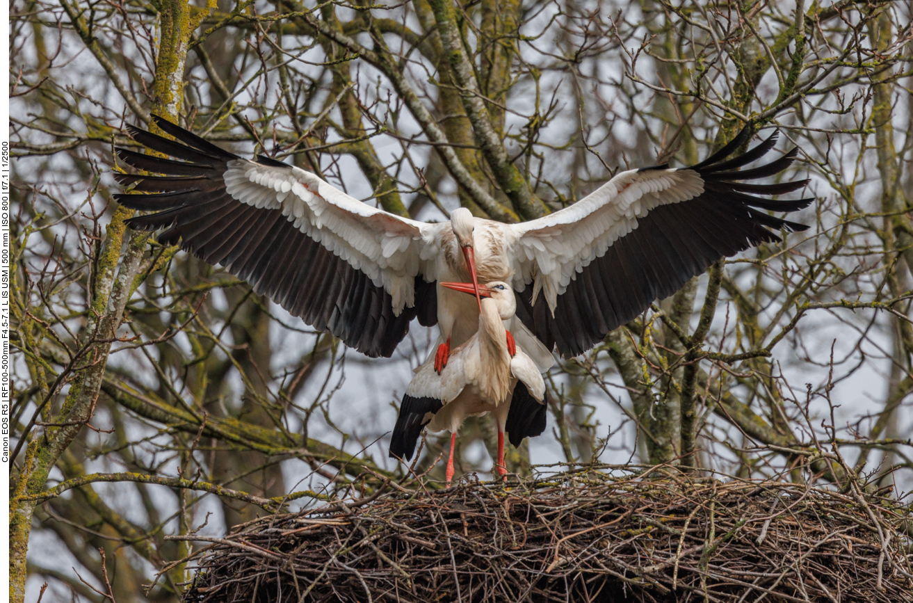 ... und für Nachwuchs gesorgt 