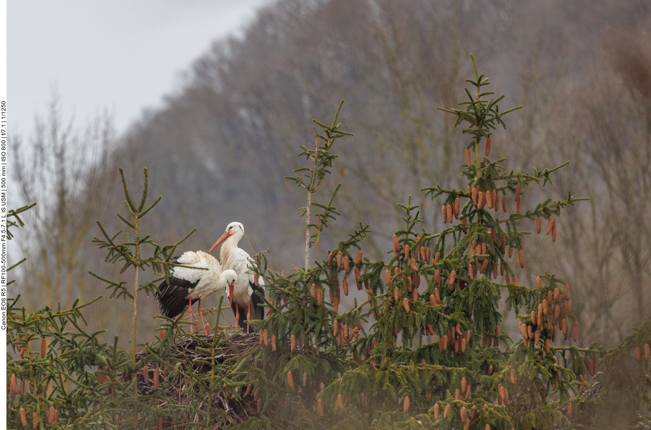 ... ein Storchennest im Nadelbaum 