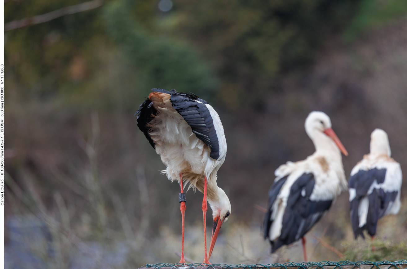 Viele Störche auf einem Haufen 