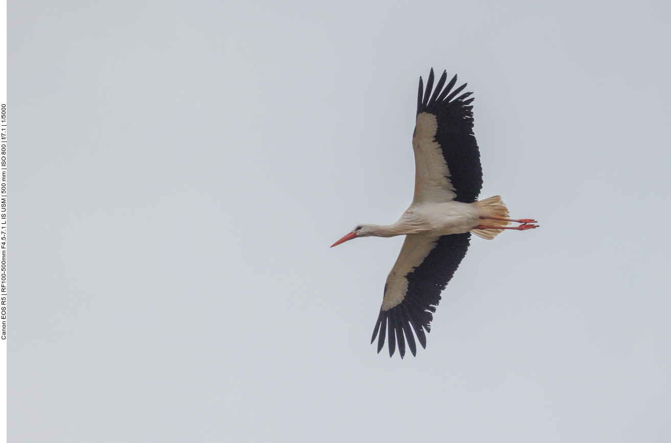 Und am Himmel kreisen weitere Exemplare 