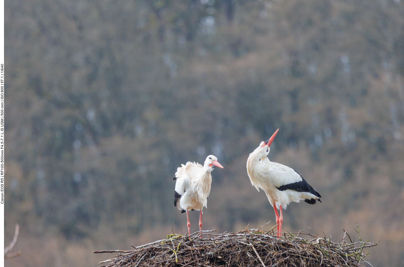 Klapperndes Storchenpaar 