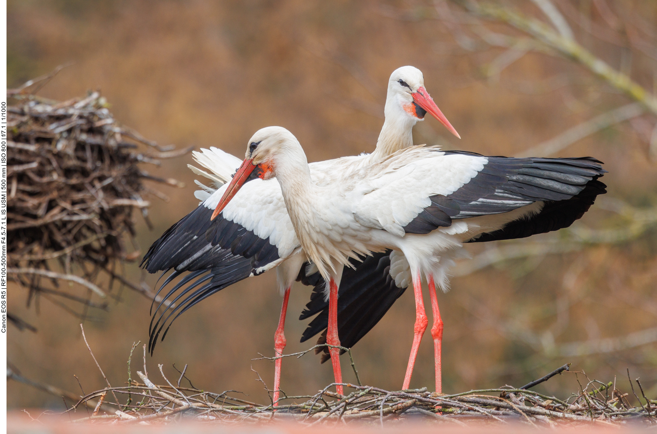 Zärtliches Storchenpaar 
