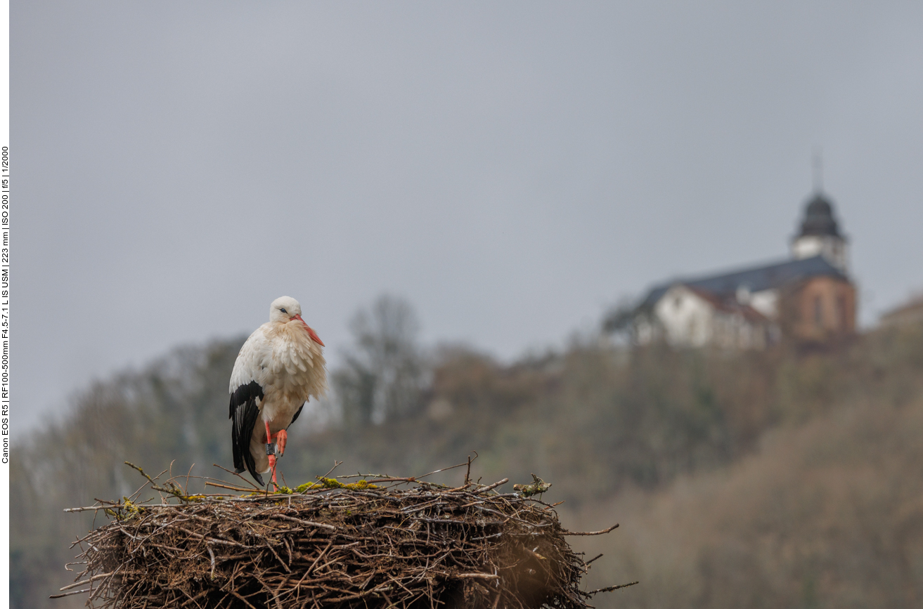 Storchennest unterhalb der Propstei auf dem Remigiusberg