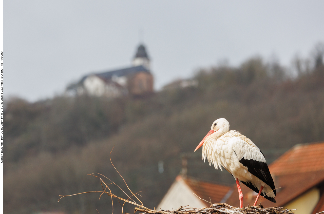 Storchennest unterhalb der Propstei auf dem Remigiusberg