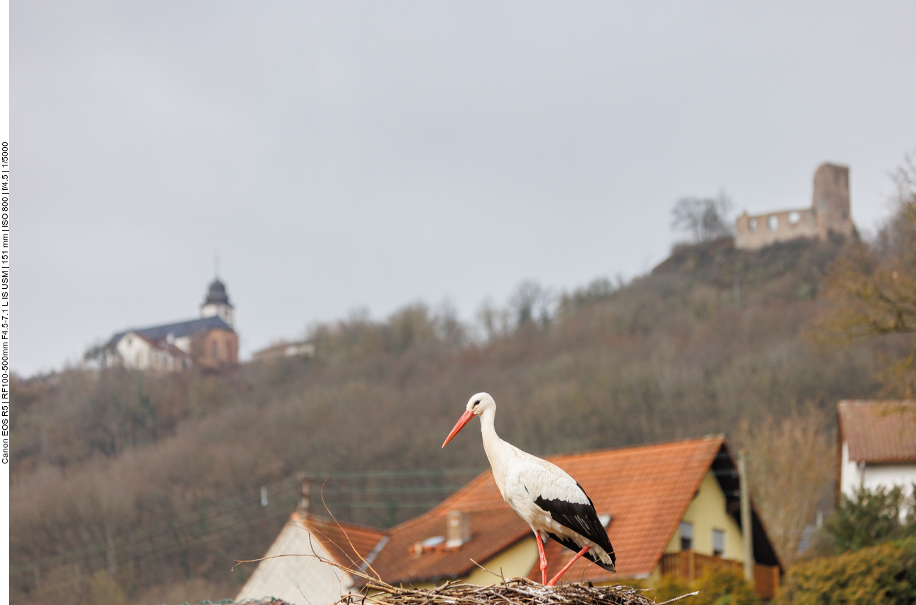 Ein weiteres Storchennest unterhalb der Propstei und der Ruine Michelsburg auf dem Remigiusberg