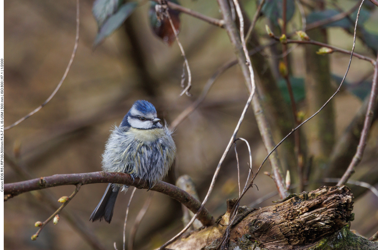 Das zarte Federbällchen ... 