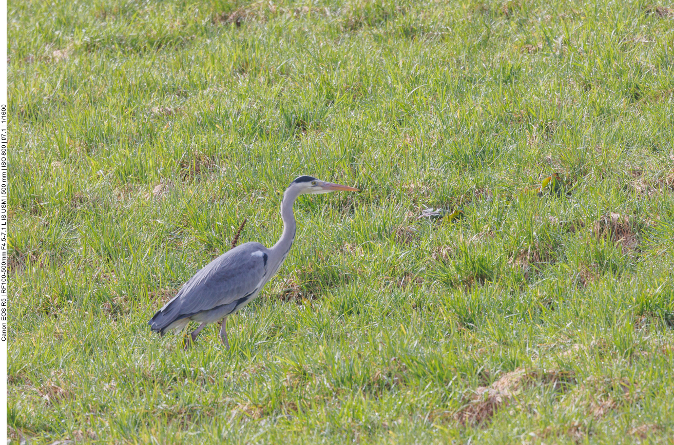 Graureiher auf einer Weide 