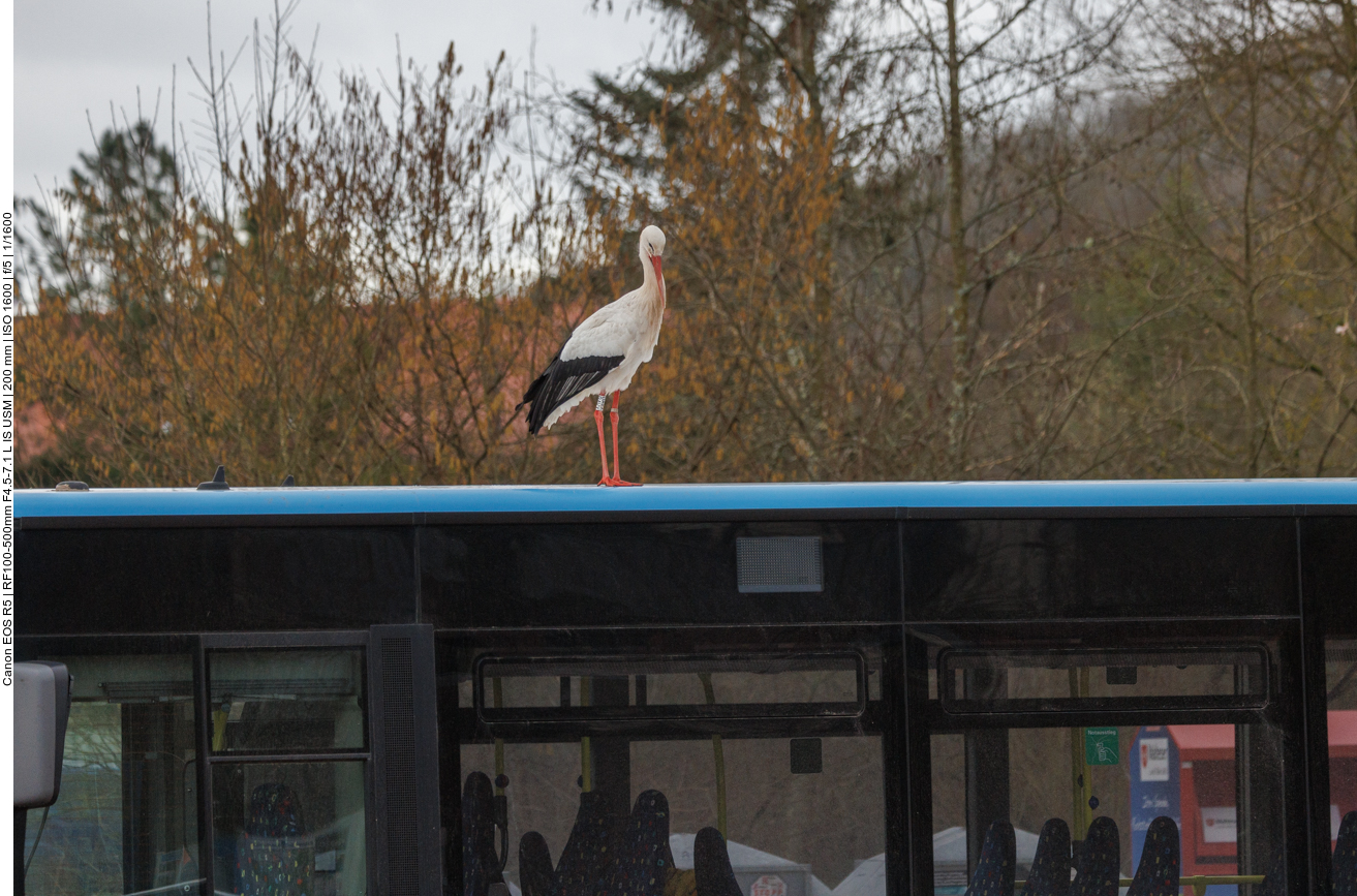 Der "Randale-Storch" Jean-Jacques hat sein Nest dort und soll eingefangen werden, weil er manchmal Autos demoliert 
