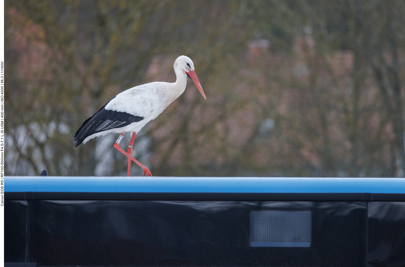 Hier stolziert er auf einem Bus herum ... 