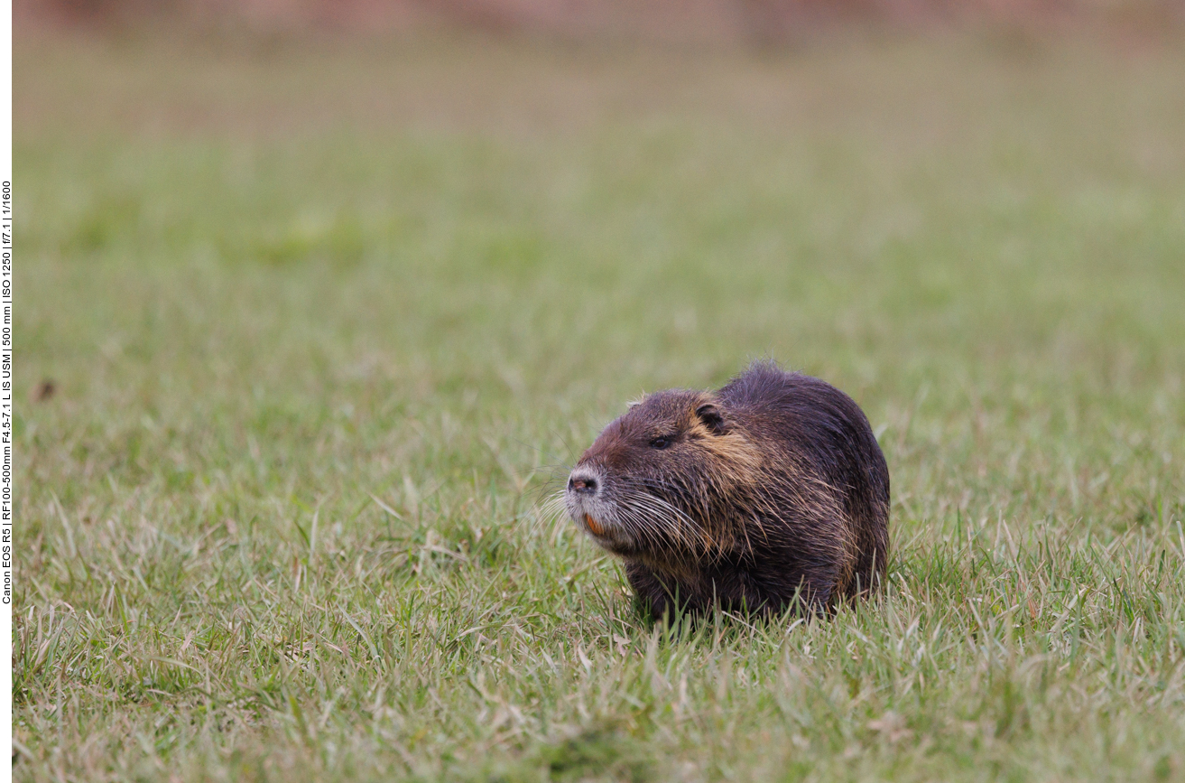 Nutria beim Grasen 