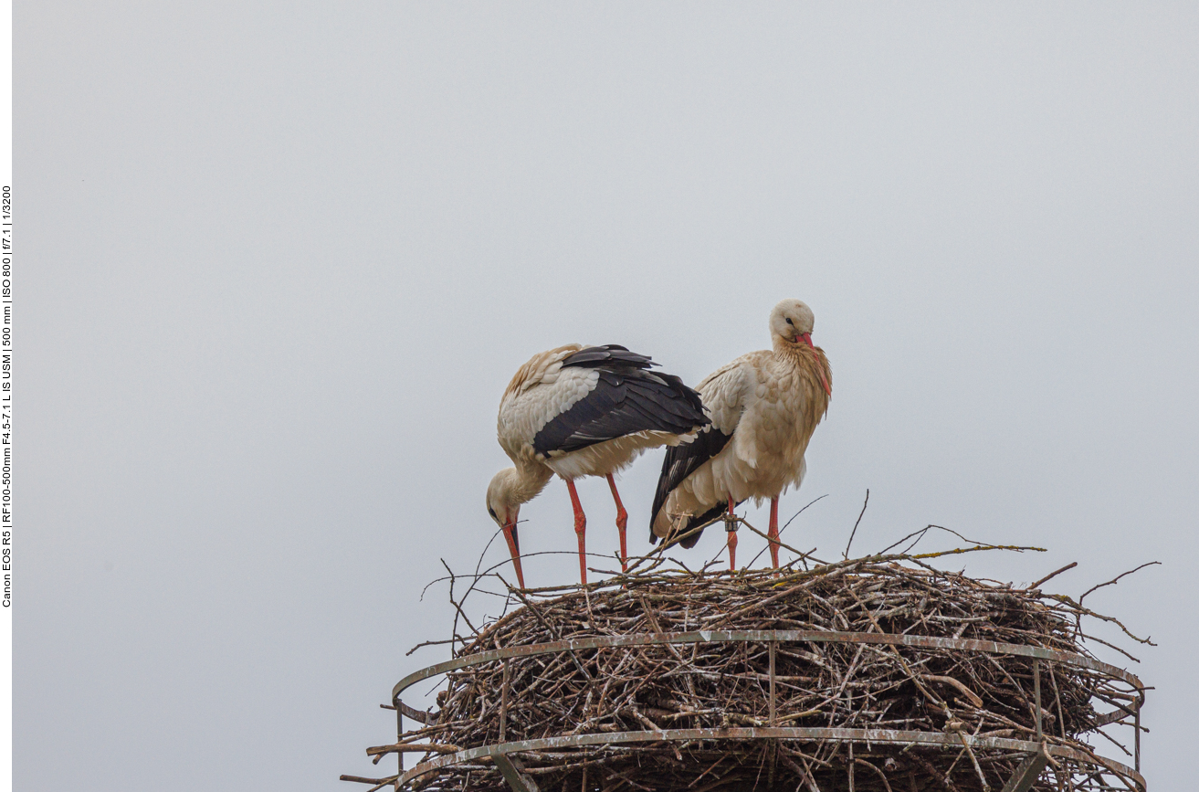 Addi (rechts) mit seiner neuen Partnerin 