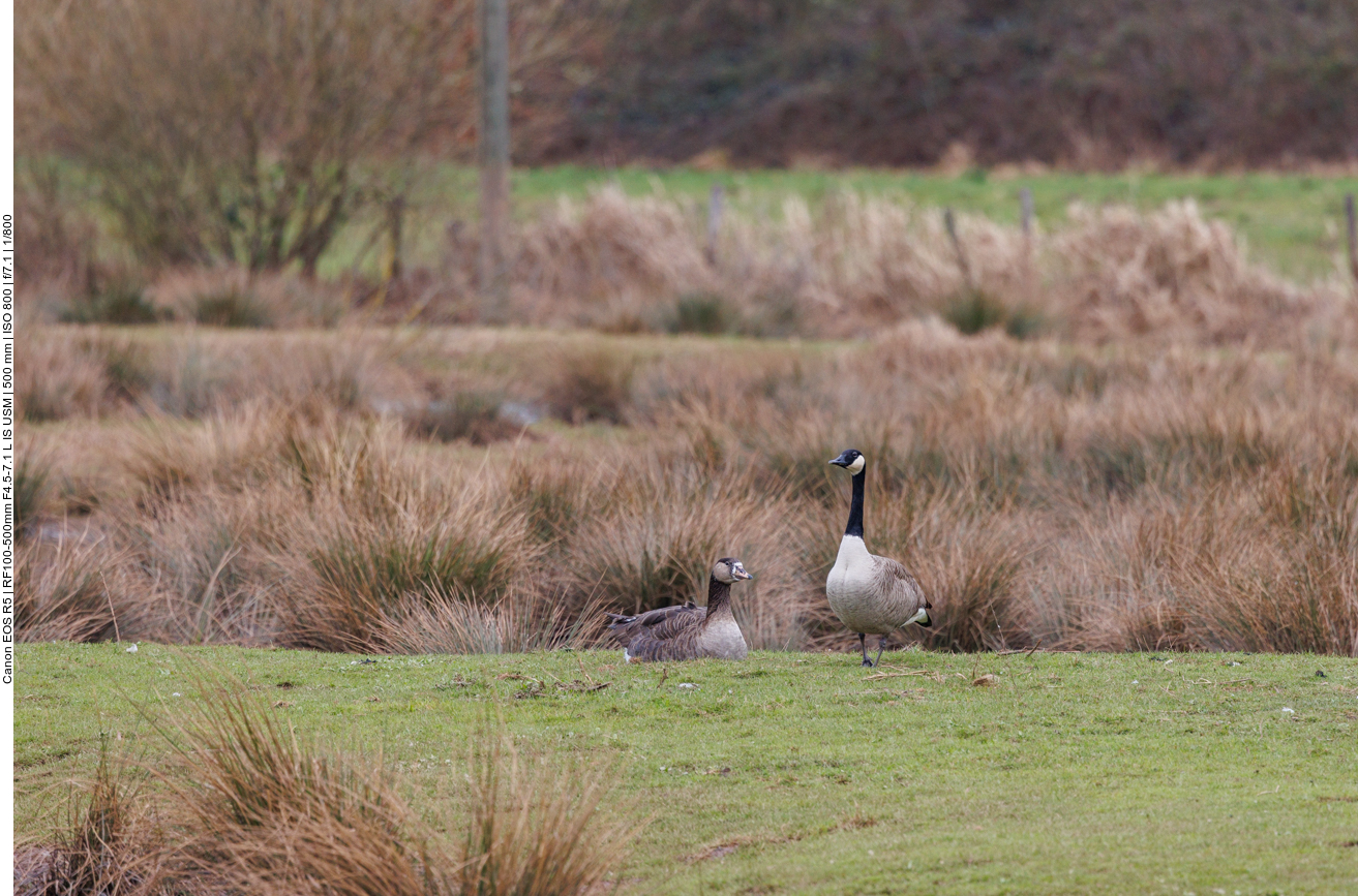 Kanadagans und ein Hybrid