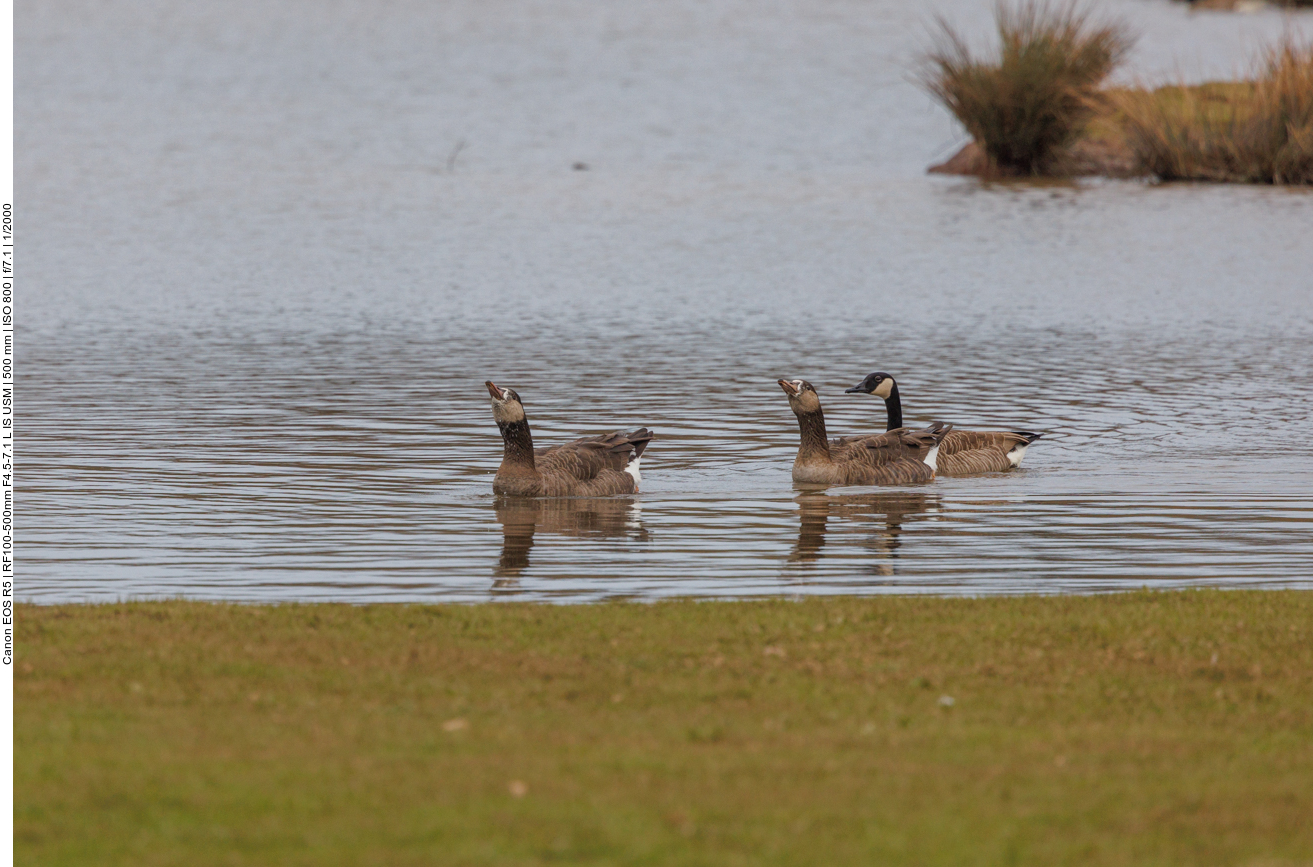 Kanadagans und zwei Hybride