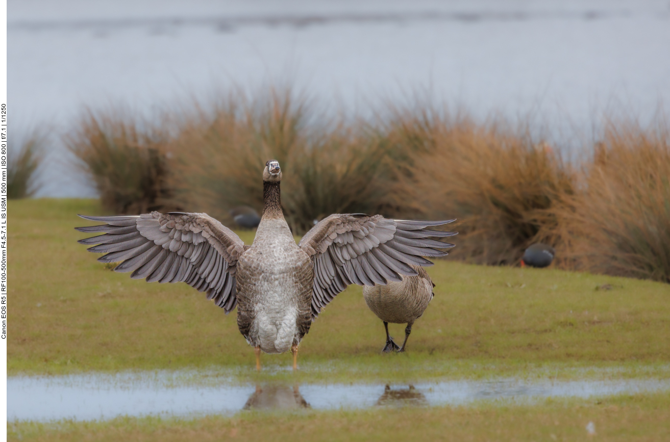 ... und dem Partner die Flügel vor den Kopf geknallt ;-) 