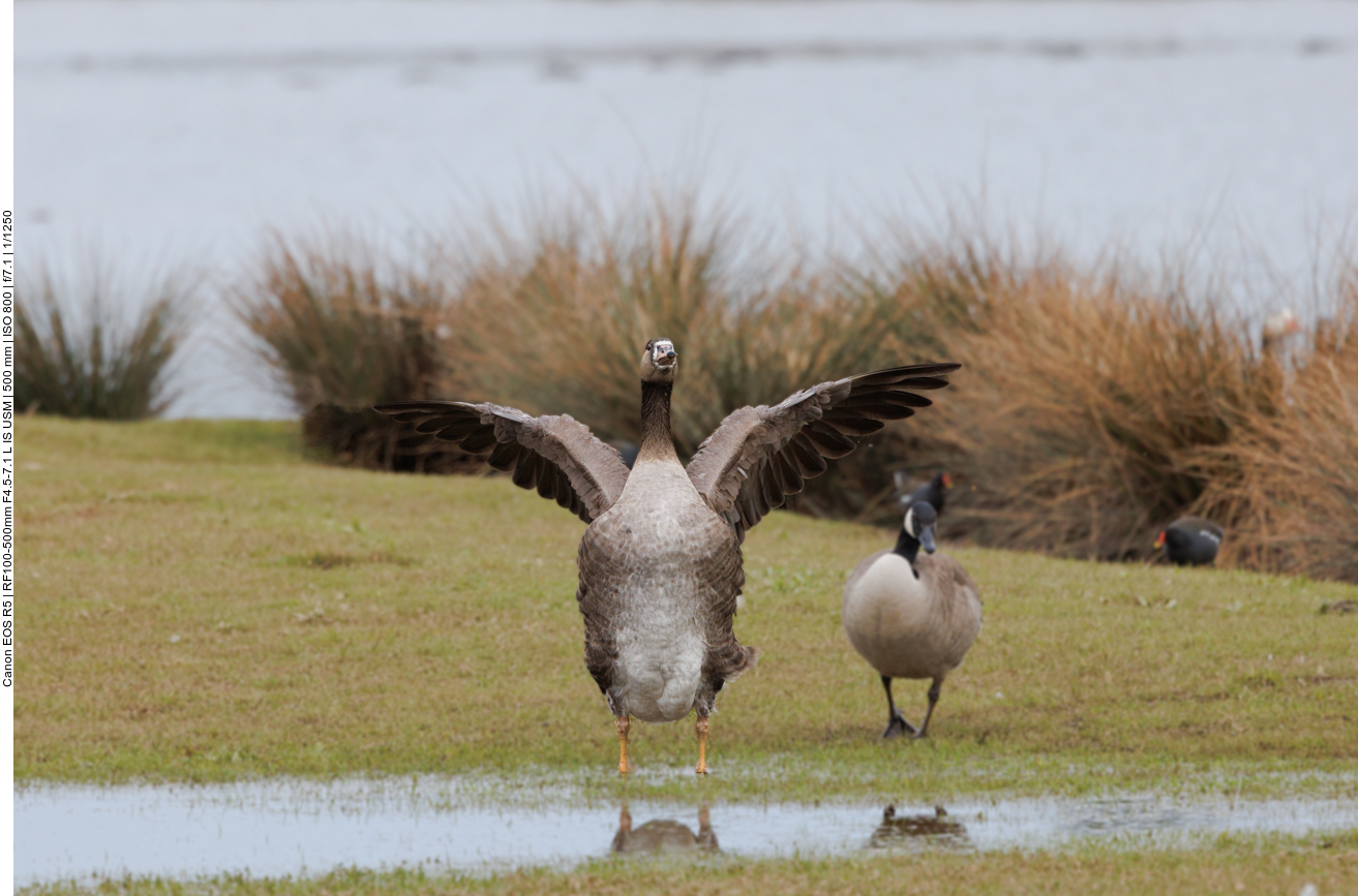Auch hier wird gereckt und gestreckt ... 