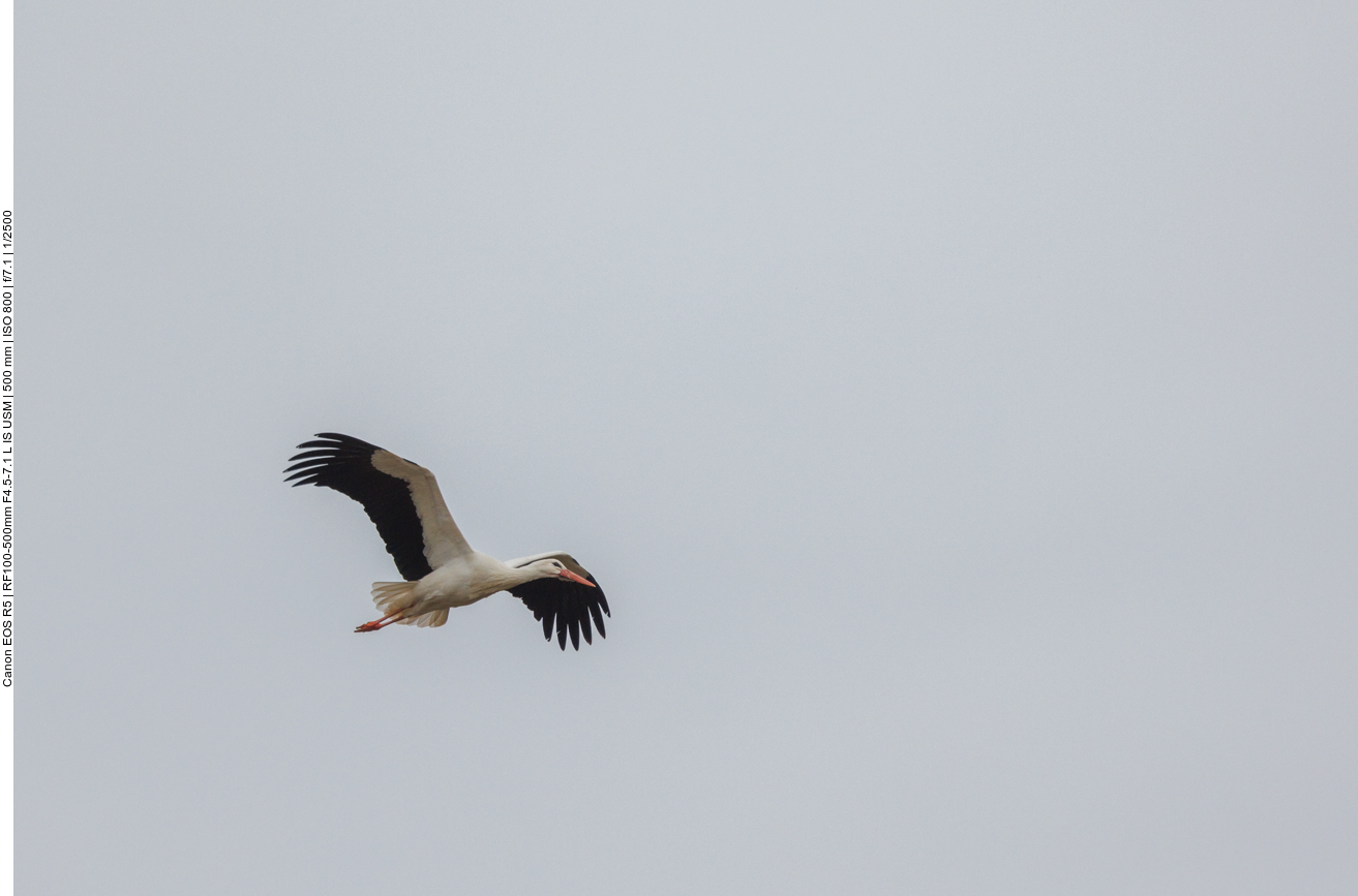 Ein fremder Storch überfliegt das Biotop 