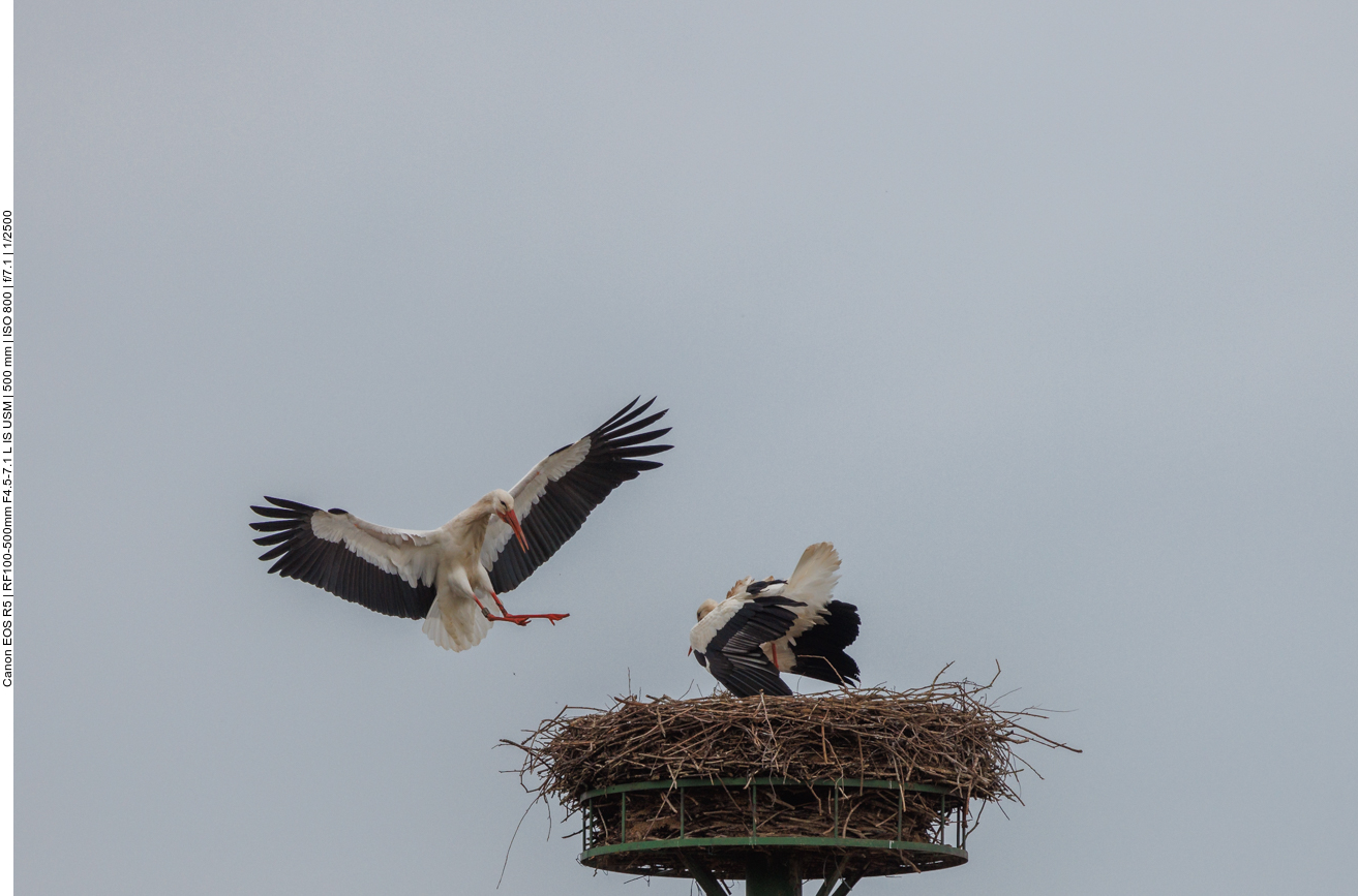 Am zweiten Nest kehrt kehrt der Storch sofort zu seiner Partnerin zurück ... 