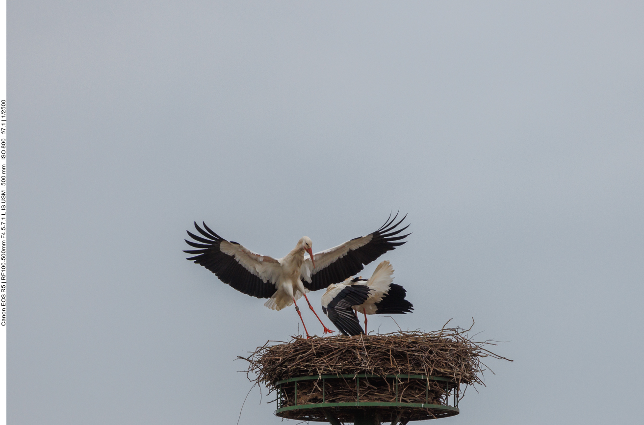 ... um es gegen den Fremdling zu verteidigen 