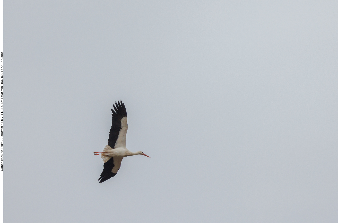 Der Fremde zieht noch eine Runde über das Gebiet ... 