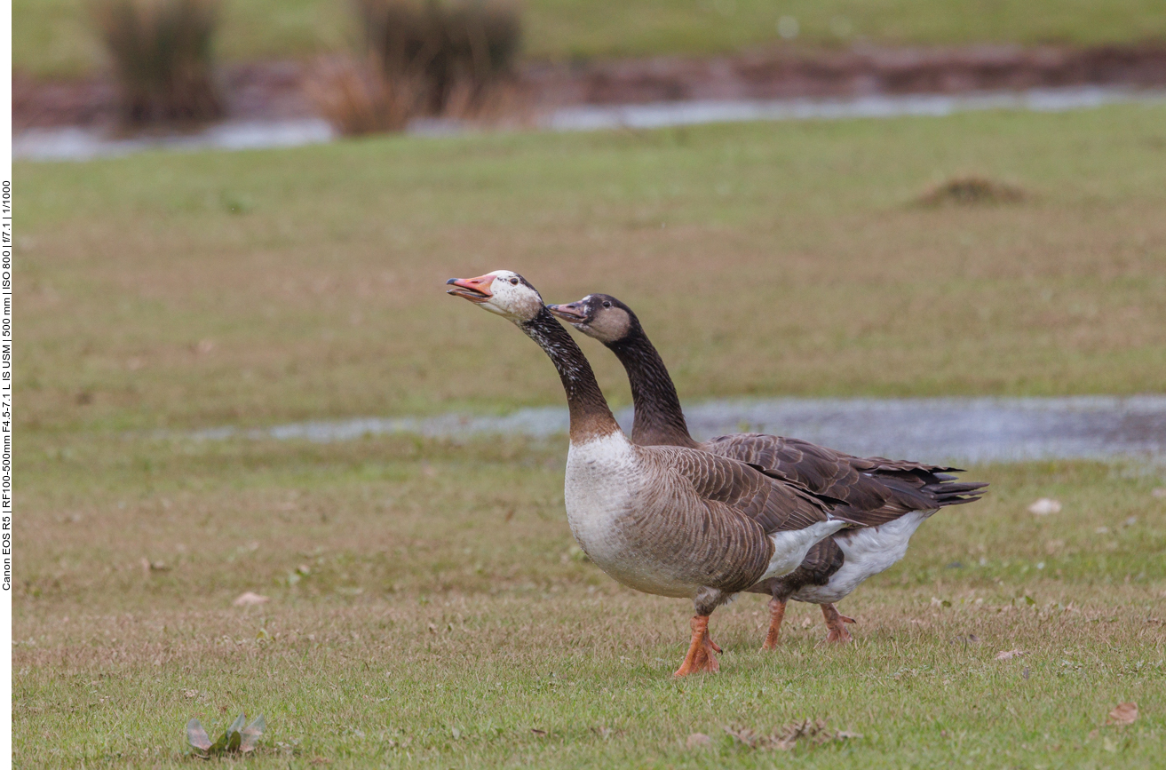 Nachdem sich die Aufregung auch bei den Gänsen gelegt hat, tritt wieder Ruhe im Biotop ein 