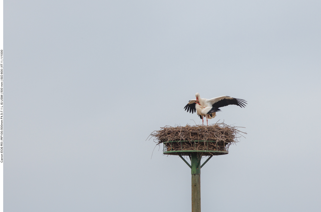 ... und sorgt für Nachwuchs 