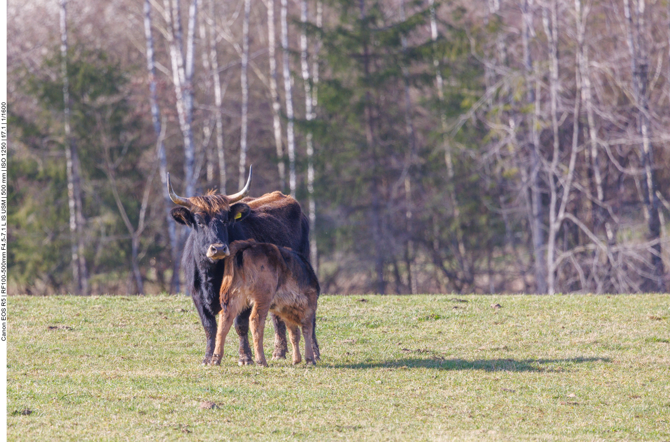 Kalb trinkt bei der Mutterkuh 