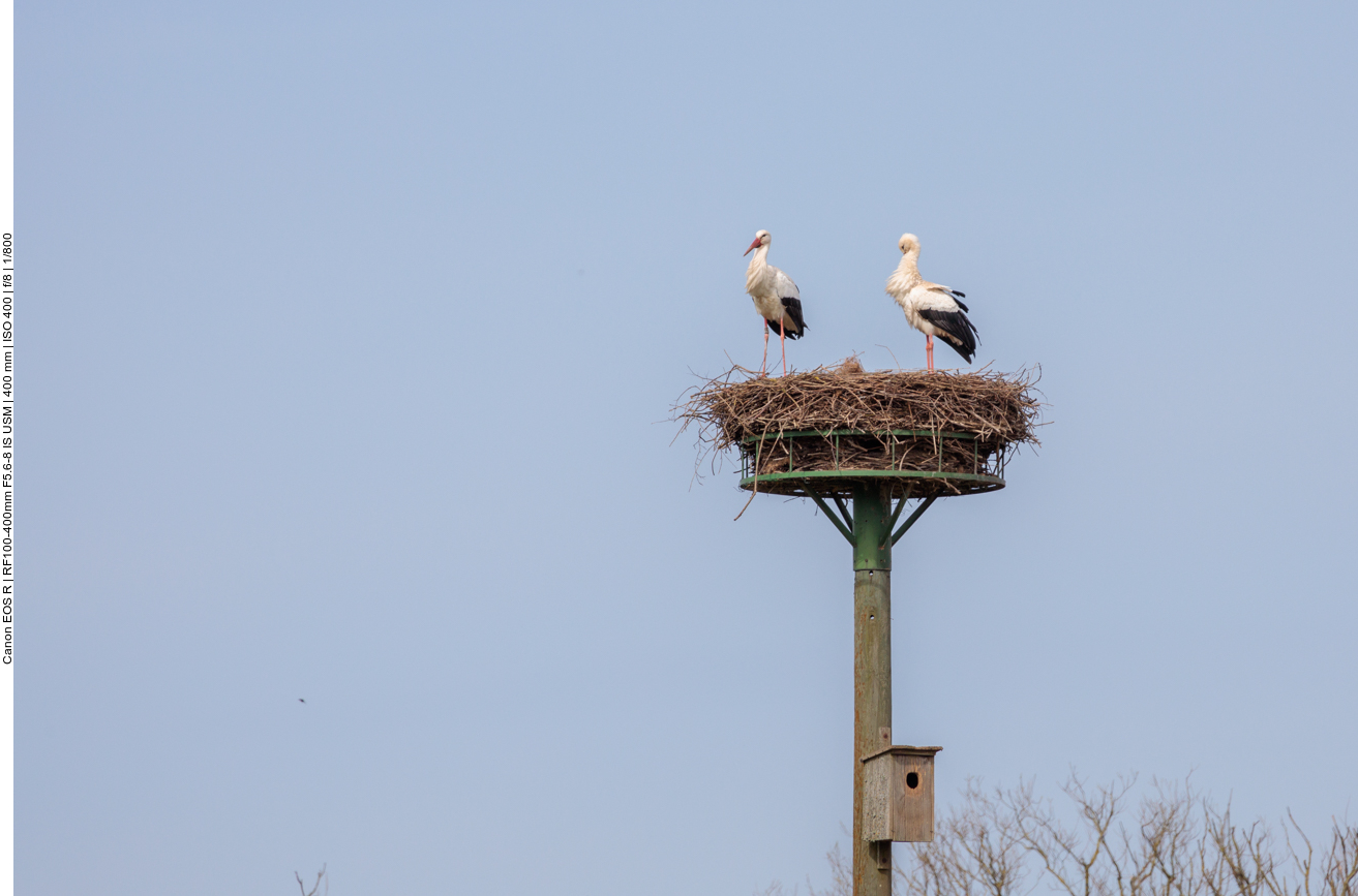 Das älteste Pärchen in Beeden 