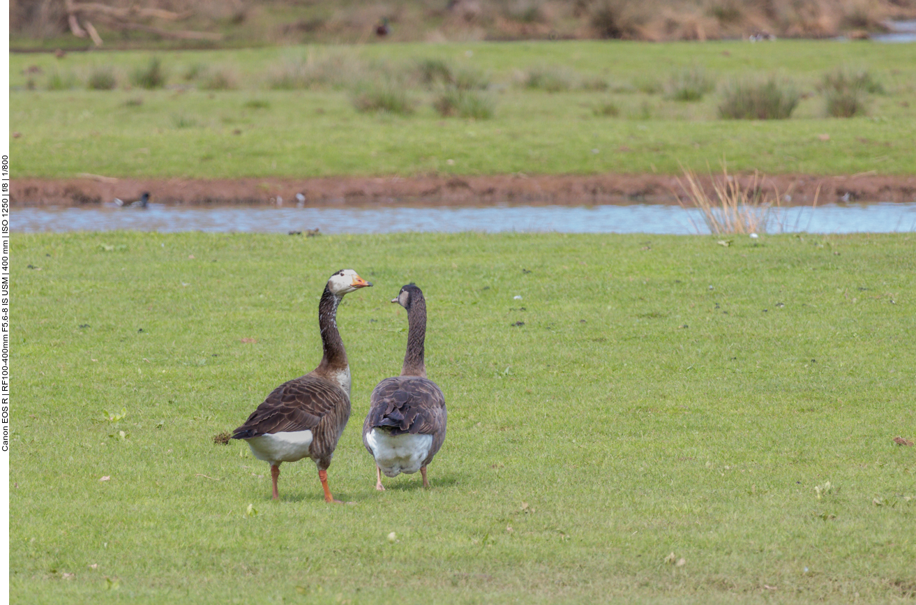 Gänsepaar beim Spazieren 