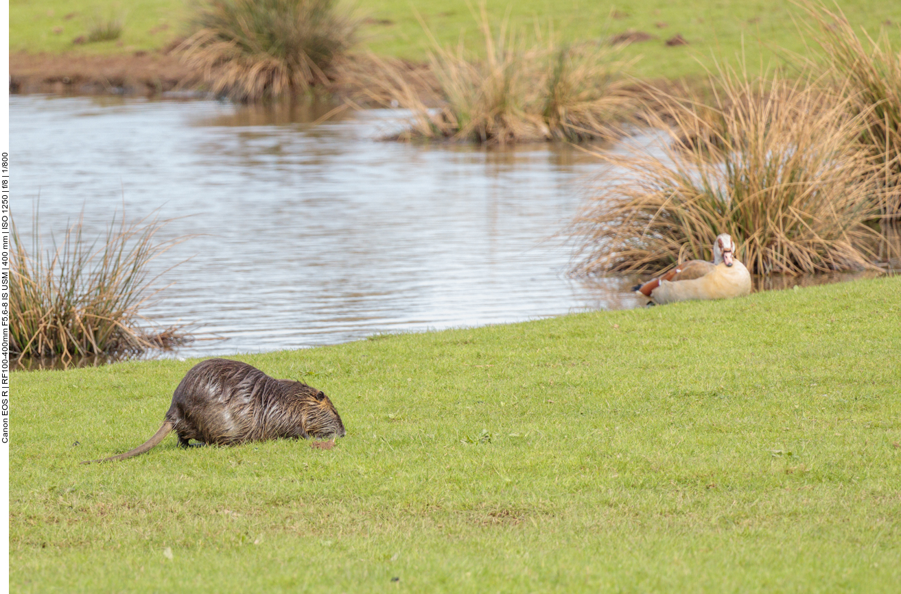 Nutria und dösende Nilgans 