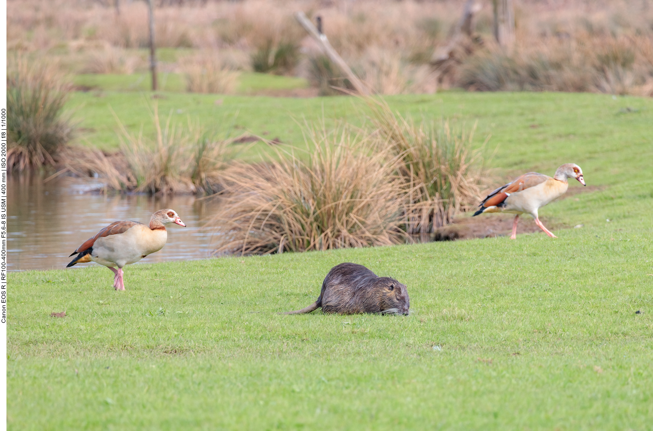 Nutria und Nilgänse 