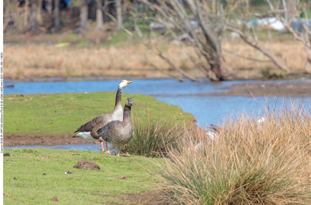 Gänsepaar beim Schnattern 
