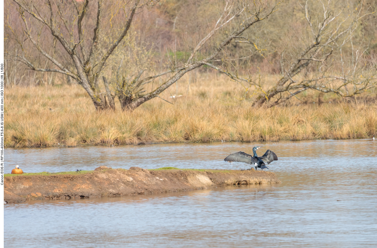 Rostgans (ganz links) und Kormoran 