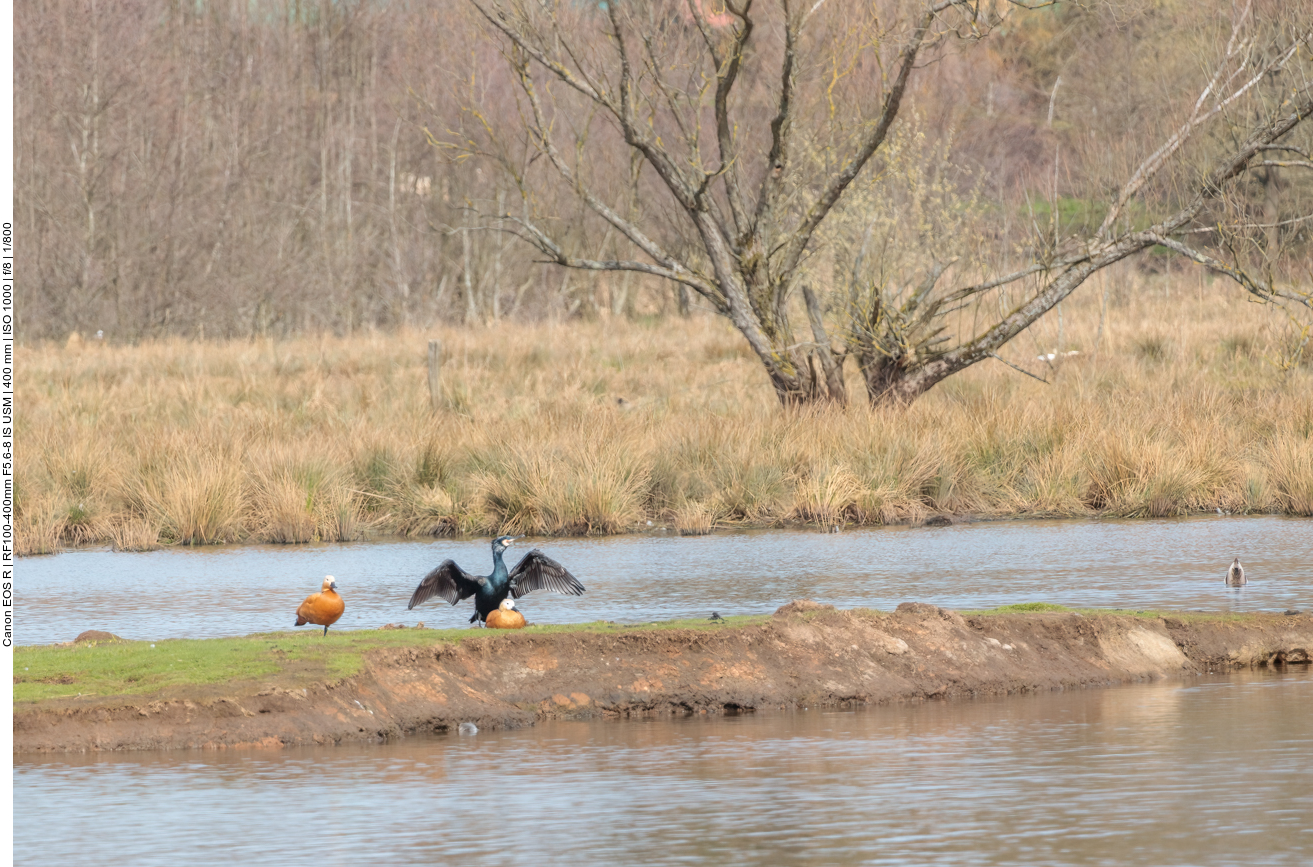Kormoran und Rostgänse 